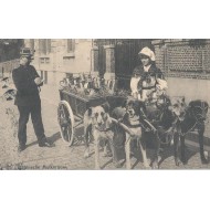 Laitière Flamande et son attelage de quatre chiens